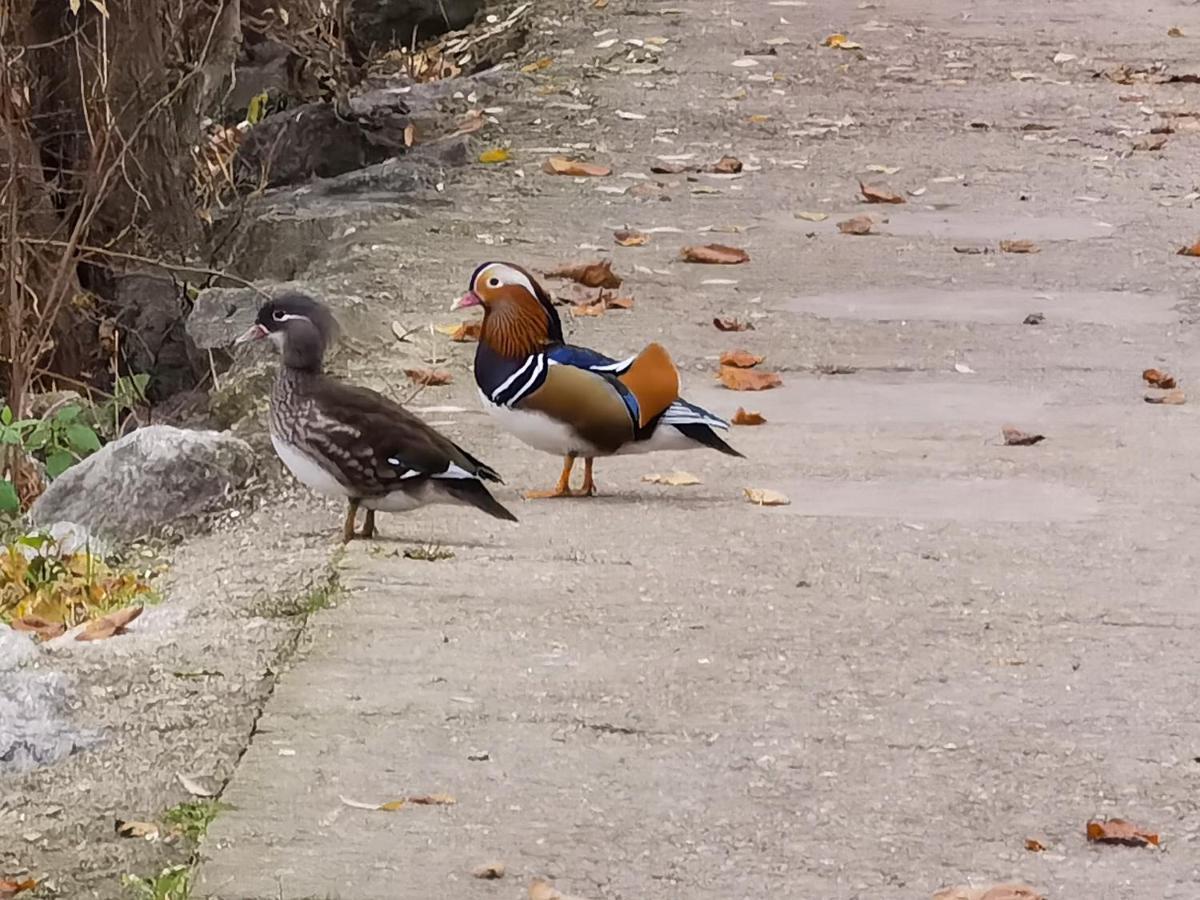 Les Pingouins De La Marne Bed & Breakfast Le Perreux Sur Marne Bagian luar foto
