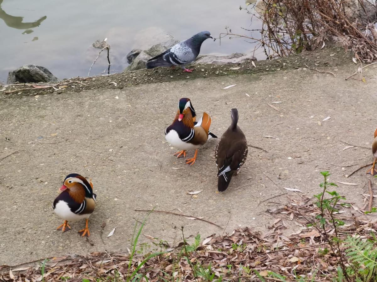 Les Pingouins De La Marne Bed & Breakfast Le Perreux Sur Marne Bagian luar foto