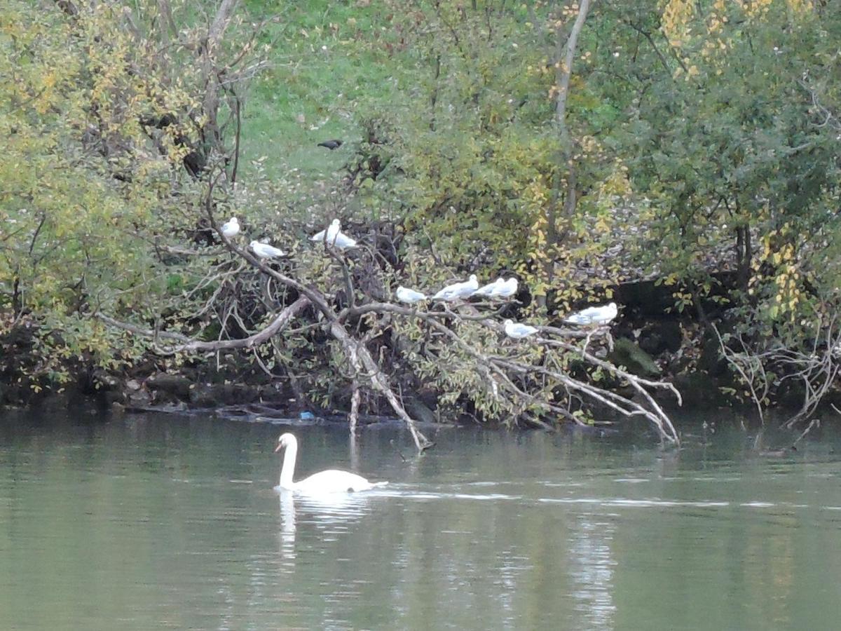 Les Pingouins De La Marne Bed & Breakfast Le Perreux Sur Marne Bagian luar foto